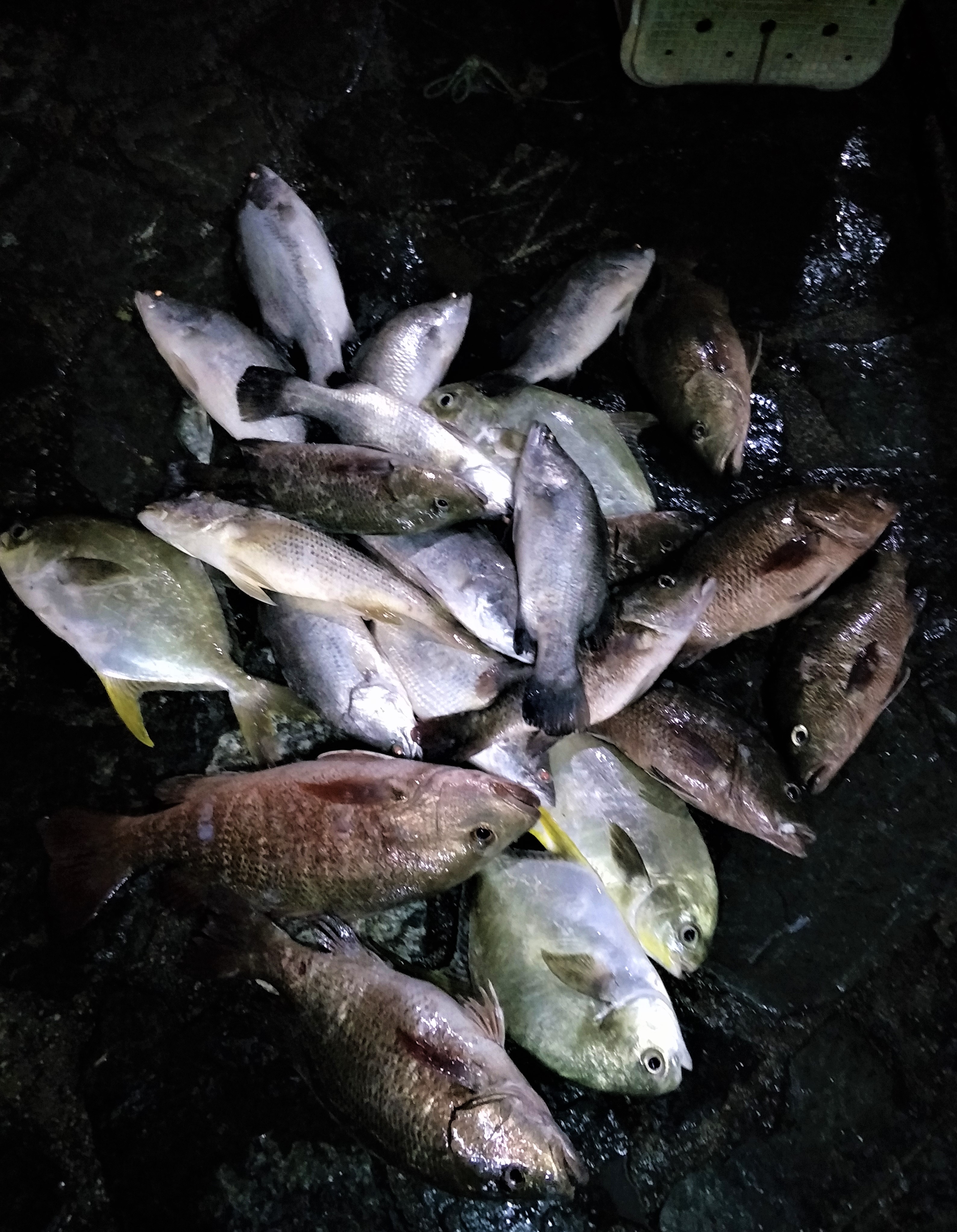 0210 Catch Report
