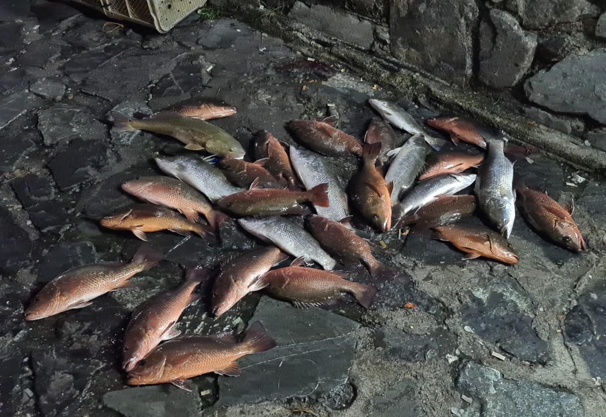 0409 Catch Report